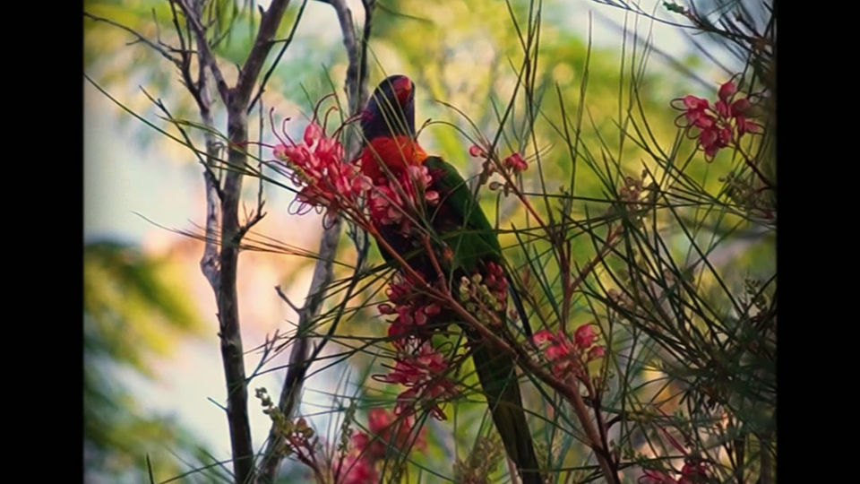 Lorikeet Short no end flower